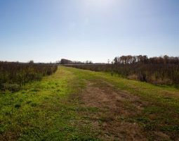 Pathways to expand access at Dickinson Plantation